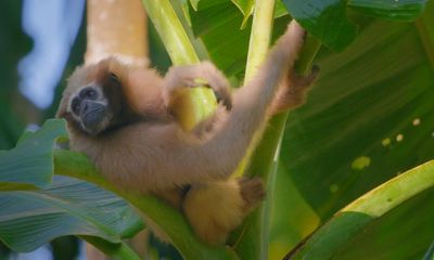 Guardians of the gibbons: inside the Indian village where humans and hoolocks live side by side