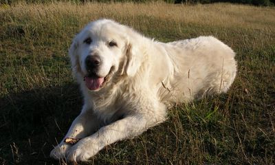 The pet I’ll never forget: Jake the golden retriever, who offered us love during the worst time of our lives