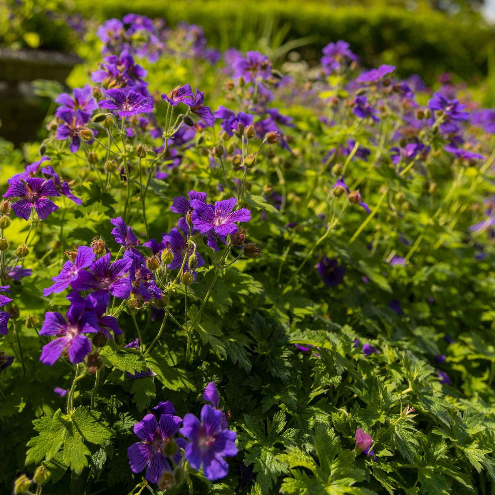 Overwintering geraniums how to protect your plants…