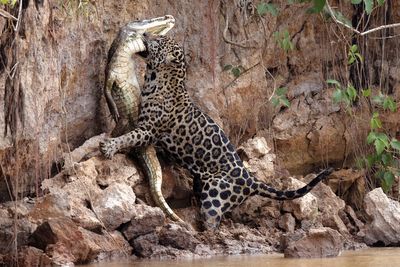 Caiman-eating jaguars survive fires in Brazil’s Pantanal wetlands