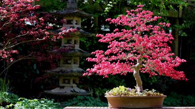 How to grow Japanese maple bonsai trees – for miniature gardens with spectacular fall color