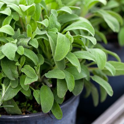 How to grow sage for an aromatic evergreen addition to your herb garden