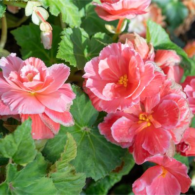 Overwintering begonias – simple steps to ensure your plants bloom again next year