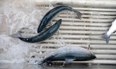 ‘What the hell is happening’: calls for answers after 10% of Tasmanian salmon die in Macquarie Harbour fish farms