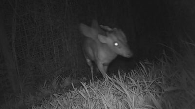 “Is It A Unicorn?”: Zoo Officials Stumped By “Mysterious Winged And Horned Creature” Caught On Camera