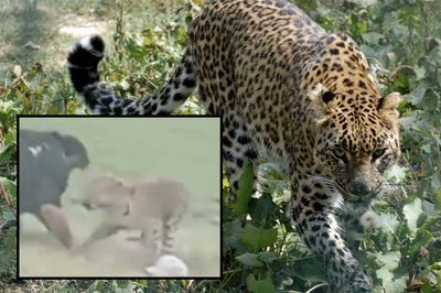 WATCH: Leopard Attacks Crowd After Being Called Over to Snap Photos