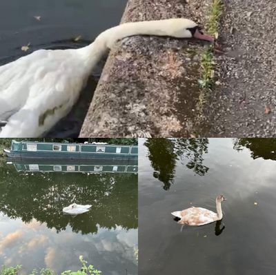 Dozens of swans, geese and other wild birds found dead in London canal