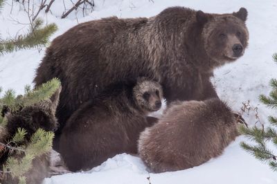 Grand Teton grizzly bear that delighted visitors for decades is killed in a Wyoming vehicle strike