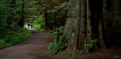 Want to build healthier cities? Make room for bird and tree diversity