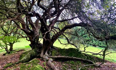 Country diary: Three crab apple trees, steeped in their own mythology