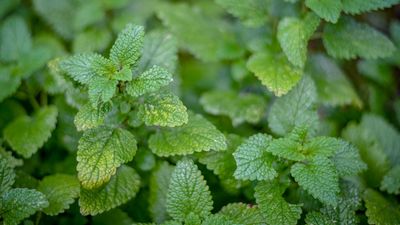 How to grow lemon balm – for citrus-infused leaves to enjoy in cooking or herbal teas