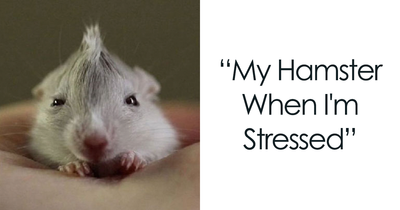 30 Hamster Memes That Will Have You Squeaking With Laughter