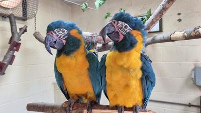 Missing macaws: Urgent hunt for critically endangered parrots escaped from London Zoo