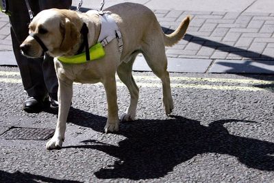 What are the laws on assistance dogs in the UK? Disabled woman banned from Asda over service dog dispute