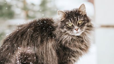 How to keep a cat warm outside: 5 tips from a vet