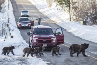 Beloved Grizzly Bear No. 399 Killed In Wyoming Accident