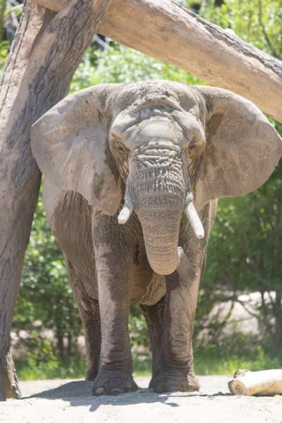 Legal Battle Over Elephant Captivity In Colorado