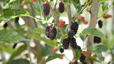 How to get a mulberry tree to fruit – 3 expert tips for an abundant harvest of sweet berries