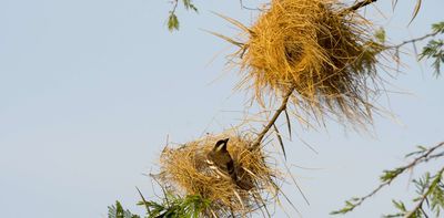 Avian architects: weaver birds in Africa have unique building styles