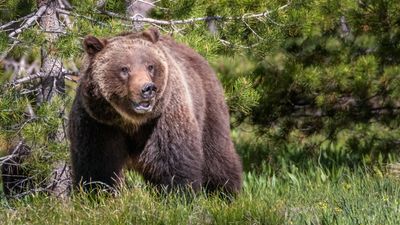 Bear activity is rising in Yosemite National Park - here’s how to stay safe on the trails