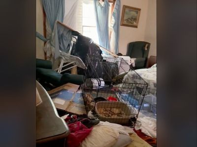 Shocking footage shows inside home where elderly man lived with 175 cats