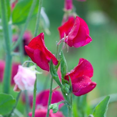 Monty Don is telling us to sow sweet peas this month – it's the key to stronger flowers that last longer