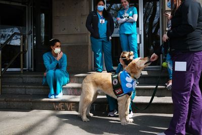 New York City Bill to Give Pet Owners Paid Time Off to Care for Sick Animals