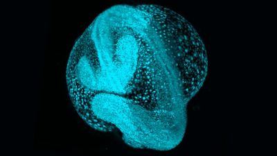 Scientists launch amazing 'atlas' of embryos, showing how cells move and develop through time