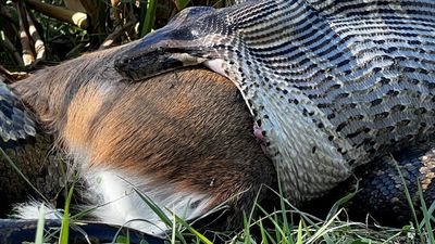 'Truly primal': Watch Burmese python swallow deer whole in Florida Everglades by stretching its mouth to the absolute limit