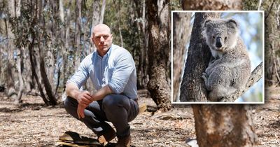 Koala spotted in area set to be bulldozed for housing