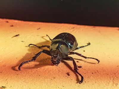 Hawaii sets rules to stop spread of tree-killing coconut rhinoceros beetles