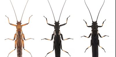 Stoneflies change colour in response to deforestation, suggesting humans can alter evolution – new research