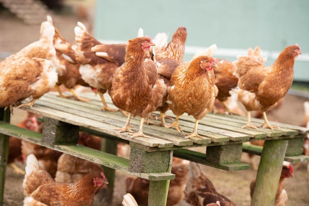 Limits on testing for bird flu in humans could pose…