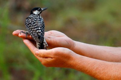 Red-cockaded woodpeckers' recovery in southeast leads to status change from endangered to threatened