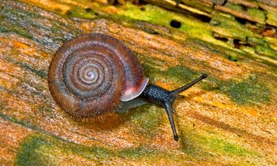 Country diary: I’ve come to the woods, hungry for cheese snails