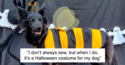 115 Adorable Pets In Halloween Costumes That Might Melt Your Heart (New Pics)