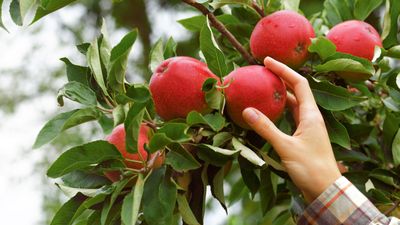 6 of the easiest fruit trees to grow for delicious homegrown harvests with minimal effort