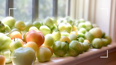 Gardening experts share the secrets to ripening stubborn green tomatoes