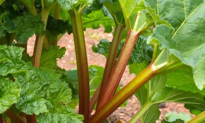 Time for action on my maturing veg patch. First job? Tackle the rhubarb