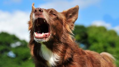 If your dog becomes reactive when other dogs bark, try this expert's simple advice