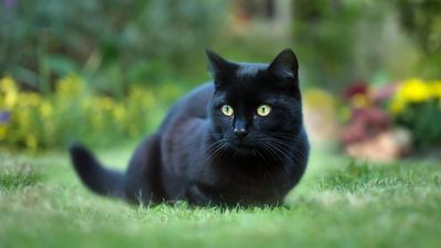 When is National Black Cat Day?