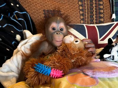 Baby orangutan rescued by Dorset monkey sanctuary