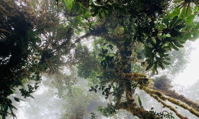 Legal bid for Ecuador forest to be recognised as song co-creator