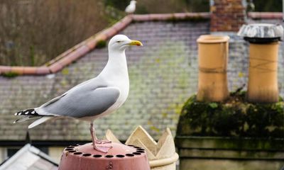 Safe sex for seagulls? Why bird contraception plan in Worcester may not fly