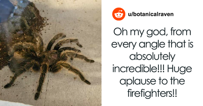 Spider Living Her 3rd Decade Ends Up In A House Fire, Gets Heroically Saved By The Firefighters