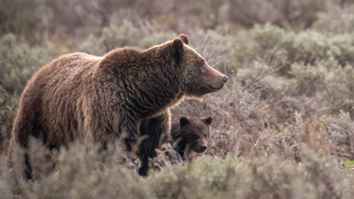 Much-loved grizzly bear dies after being hit by vehicle in national park – her cub is still missing