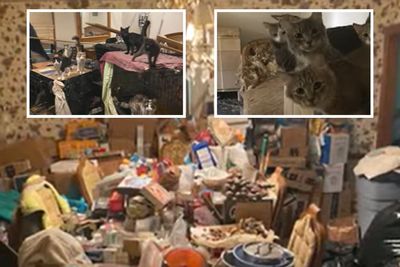 Disturbing Footage: Elderly Missouri Man Evicted from Mansion After Nearly 200 Cats Take Over