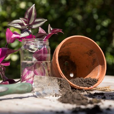 How to propagate tradescantia – even if you're a complete gardening beginner