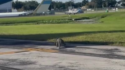 Huge alligator waddles across airport runway in Florida