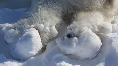 Polar bears are getting horrific injuries and huge 'ice balls' on their paws because of climate change, researchers say